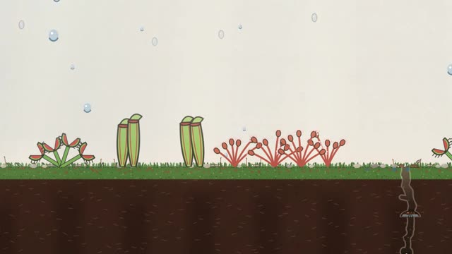A carnivorous bog of flytraps, sundews and pitcher plants