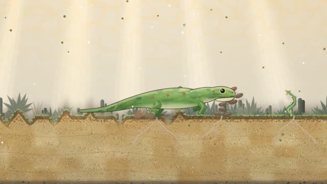 A day gecko the size of the jar walking across a desert